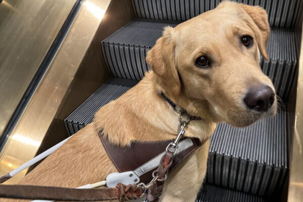 Roo, a short coated lab/golden retriever cross stands in harness on an escalator looking back at her handler.