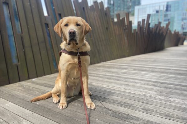 Kyle, a yellow Labrador retriever, is sitting in harness looking at the camera on a board walk in downtown Portland. There is a metal, wavy, sculpture wall behind him.