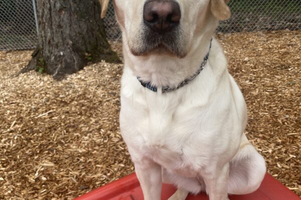Cinda sits on top of a red play structure in a bark play yard. She looks directly into the camera with a look of perfect attention.