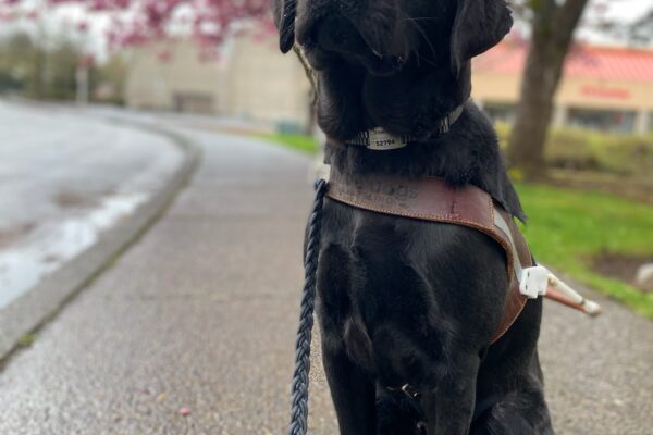 Gondola, a black Labrador retriever, is sitting on the sidewalk with pink cherry blooming tree in the background. She is wearing her harness looking at her handler who is behind the camera.