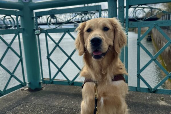 Yellow coated cross, Kubo, sits in front of the Willamette River wearing his harness. He is smiling and his tongue is slightly out. A bridge can be seen in the background.