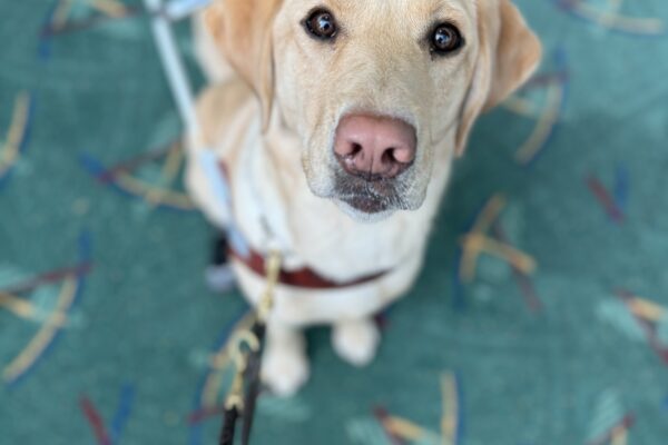 Yellow lab, Fendi, sits in her harness at the airport. The photo is shot from above her so that the iconic PDX carpet can be seen beneath her.