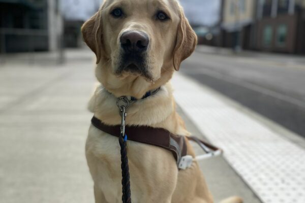 Jambo, a male yellow lab, sits in his GDB harness, looking at the camera. Out of focus in the background is a bus station platform edge.