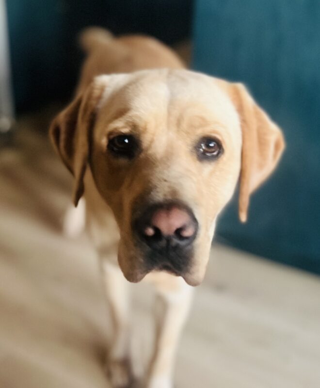 A close up of Argo's face. Argo is looking at the camera.