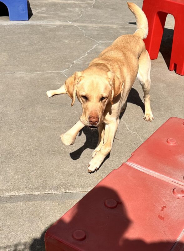 Brian is mid stride in community run heading towards the camera. He has a bone in his mouth with a red play structure in the background.