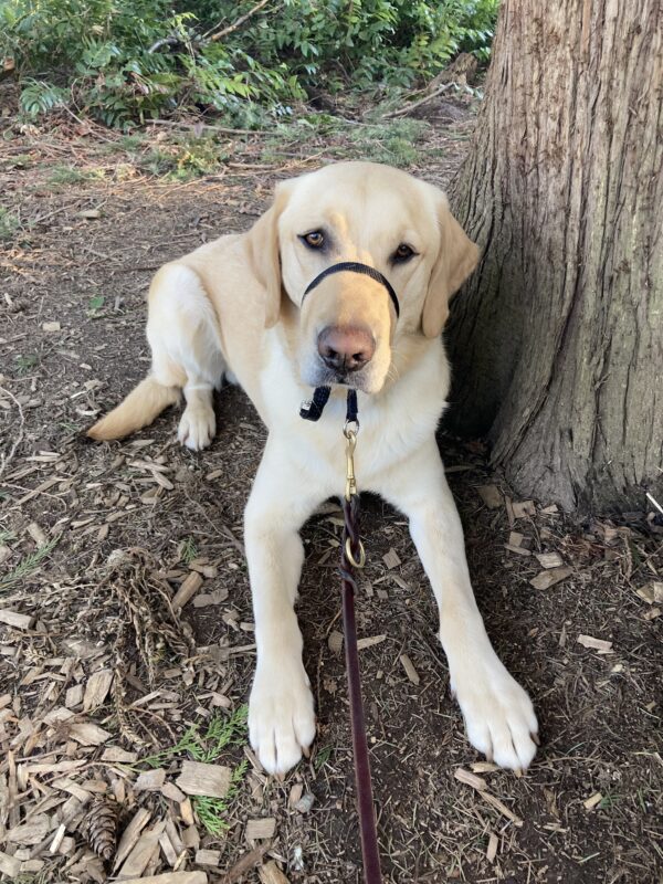<p>Felton lies next to a tree looking at the camera.</p>