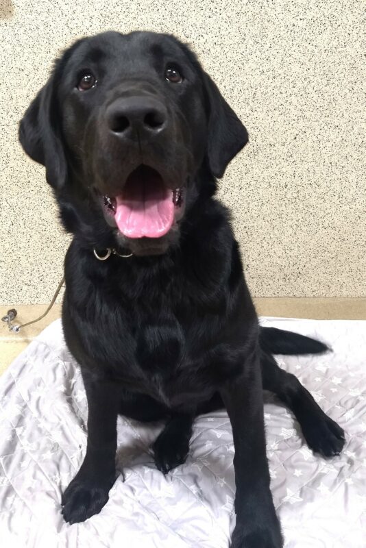 <p>Black lab Abrazo is smiling up at the camera while on tie-down on his favorite dog bed.</p>