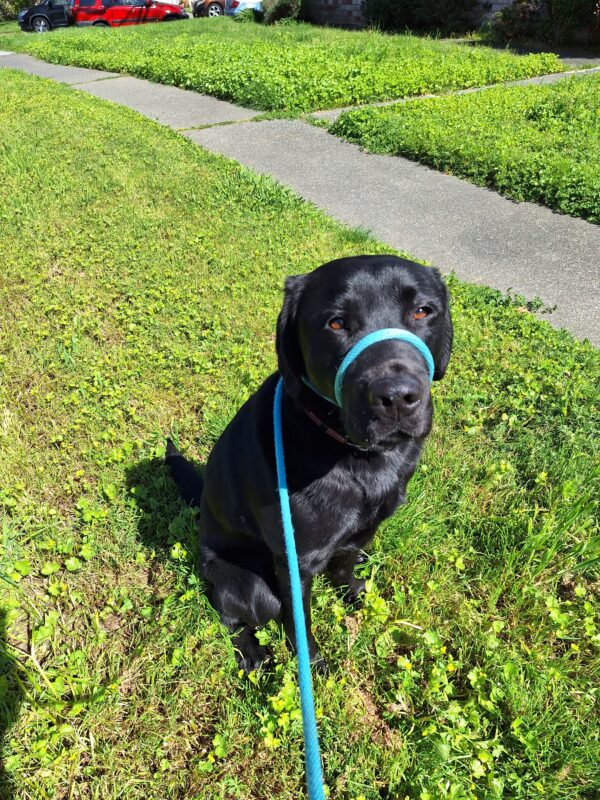 Black Lab Blaine is sitting in a grassy area wearing a blue leash.