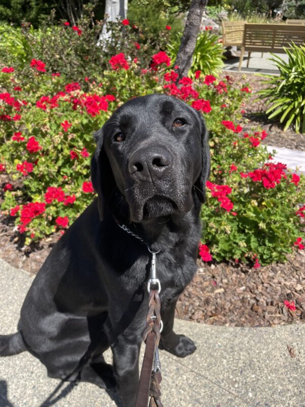 <p>Elway poses regally in front of a bush of bright red flowers.</p>