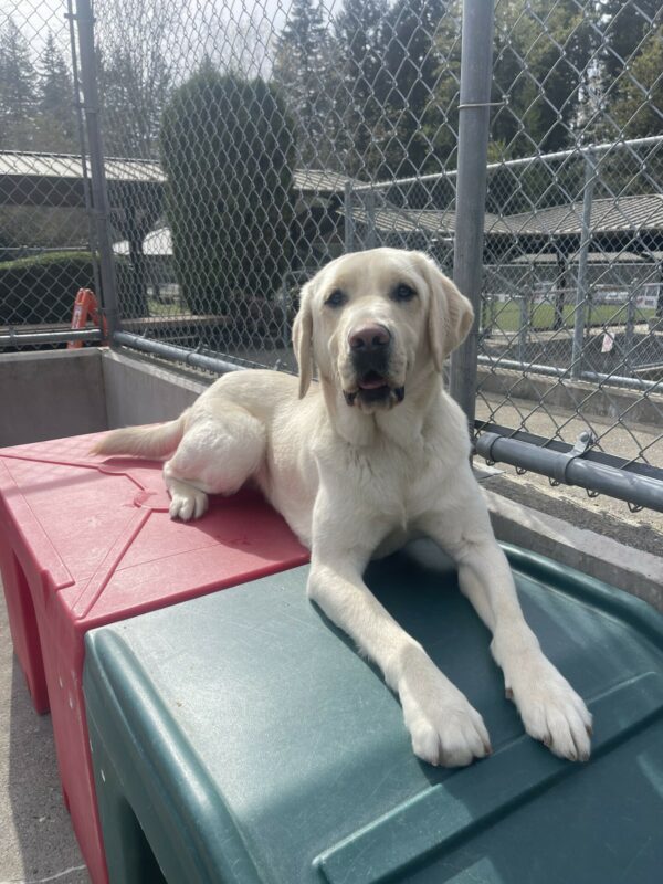 Fillmore, a male yellow Labrador, lays down on a green and red plastic play structure with his tongue hanging out.