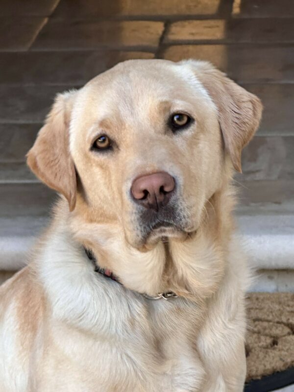 <p>Gertie poses for a headshot.  Her head is slightly cocked at an angle and her soft brown eyes are looking directly into the camera.</p>