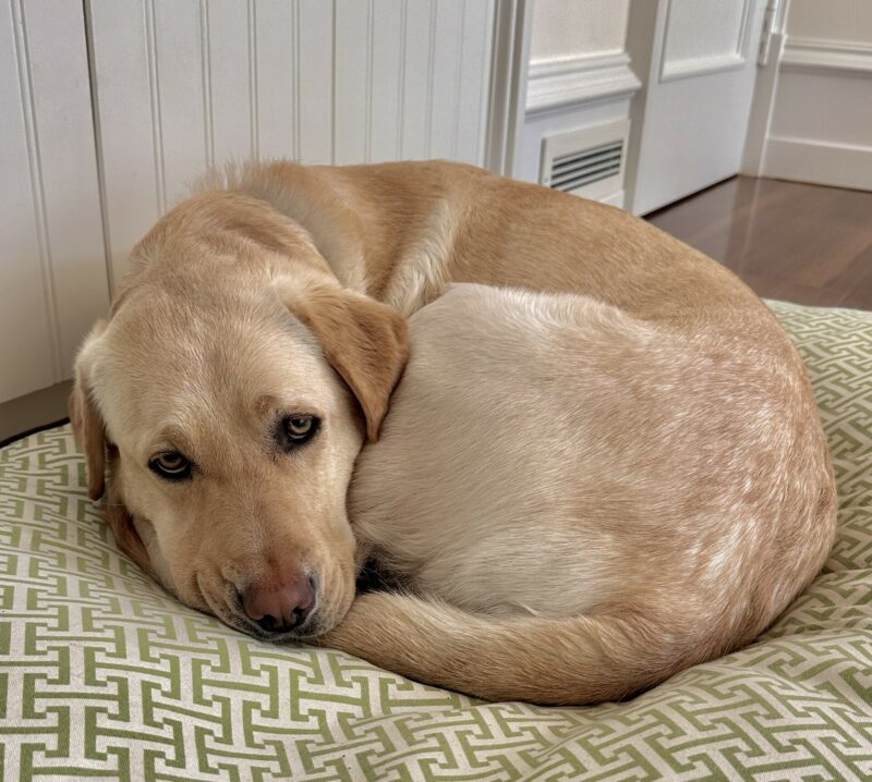 <p>Gertie is curled up in a ball with her tail tucked under her chin, resting on a patterned dog bed.</p>