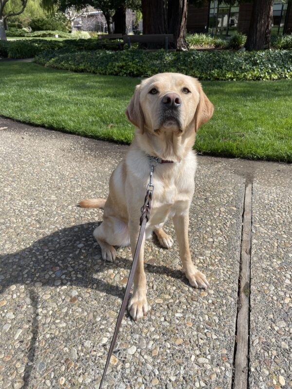 <p>Glimmer poses for a photo while out for a walk on the GDB campus.  She is sitting on the walkway with the green lawn behind her.</p>