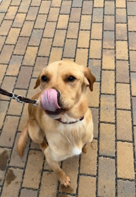 Navi sits on a brick pathway. He is licking his lips after a tasty treat! He is licking his nose and the entire underside of his nose is visible.