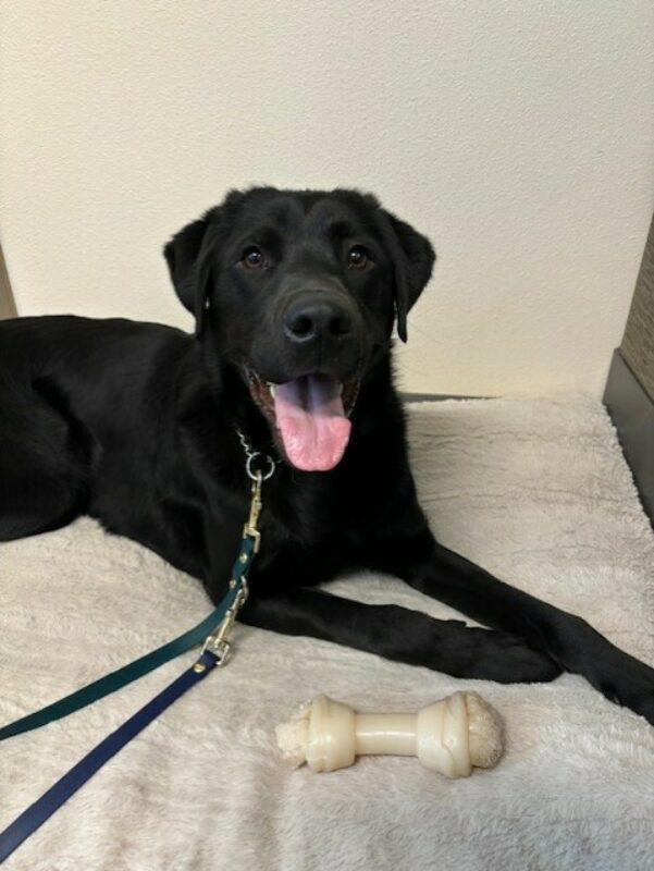 <p>Piazza takes a break from playing, laying on a dog bed with a nylabone in front of him.</p>