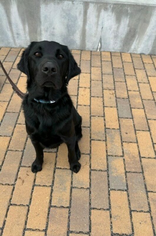 Rambler sits on a brick pathway. He is looking sweetly at the camera.