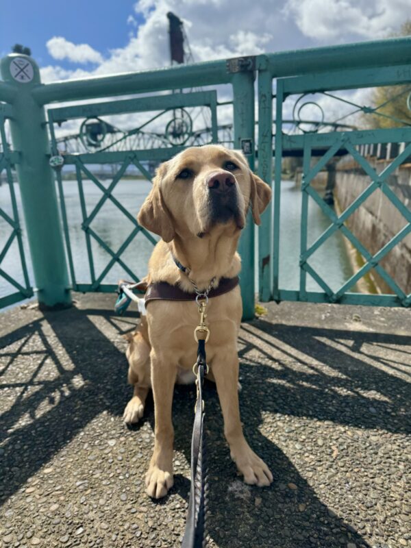 Yellow lab, Kayla, sits in front of the Willamette River wearing her harness. She is looking into the camera seriously. A bridge can be seen in the background.