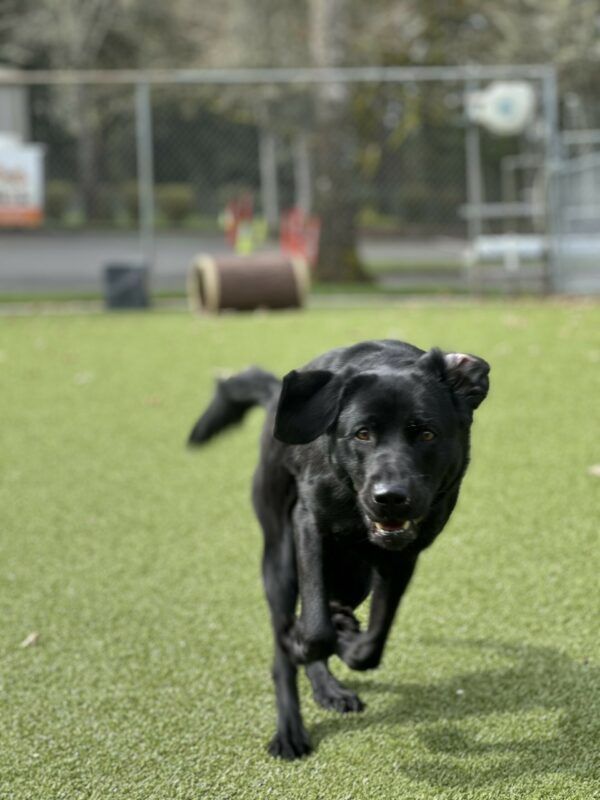 Sylvie runs toward the camera in the grassy free run area. Her front paws are curled up in front of her and her left is is flapping backwards as she runs. There are some natural looking play structures and a parking lot with trees in the background.