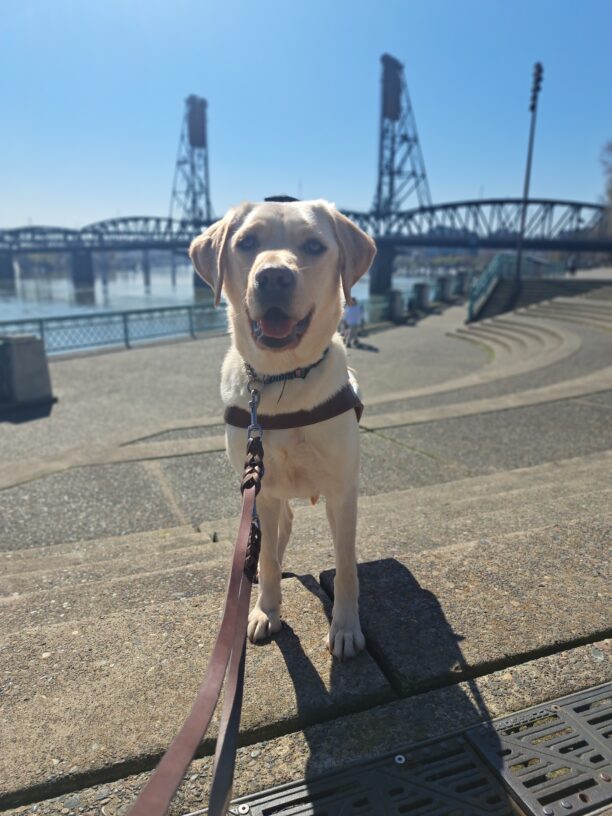 Yellow lab (Janessa) standing in harness in front of the waterfront/bridge