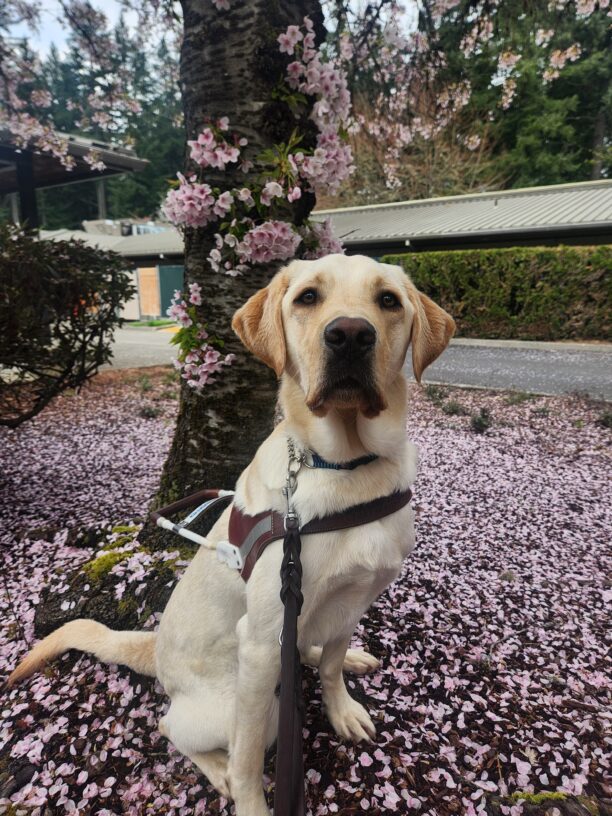 A yellow Labrador sits, in harness, at the base of a tree covered in pink blossoms. Around him is a patch of grass covered in blossom leaves and a large hedge in the background. He is looking into the camera with a focused expression.