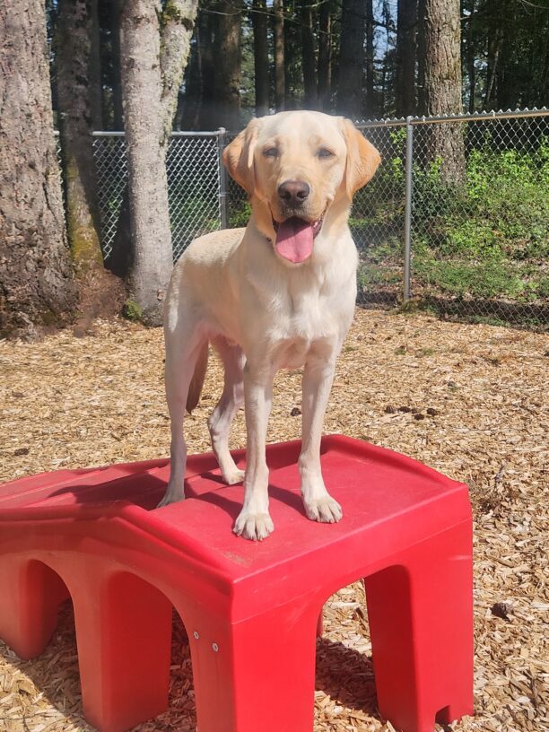 A yellow Labrador stands at the top of a red, plastic staircase in a play yard. He is looking directly into the camera while panting with his tongue sticking out. Pictured in the background are a group of trees, green shrubbery and the surrounding chain link fence.