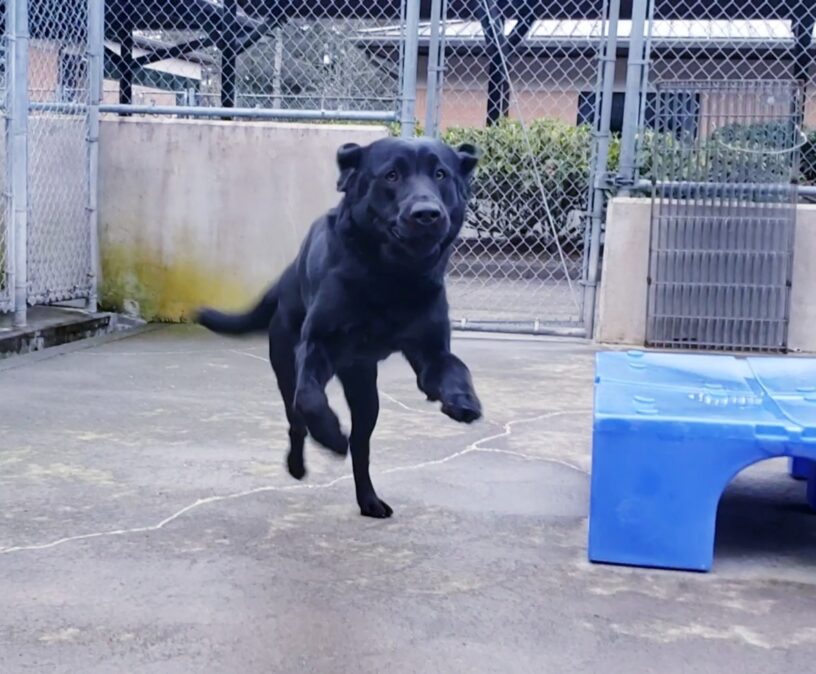 Beckett is playing in community run on the Oregon Campus. He is mid leap in the air with three of four paws in the air. His ears are back in motion. He is looking at the camera.
