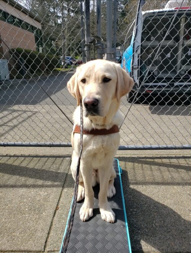Fresco is sitting while wearing his harness body on the Oregon Campus. He's looking slightly off to camera left and sitting on a CATO board, a helpful training tool.