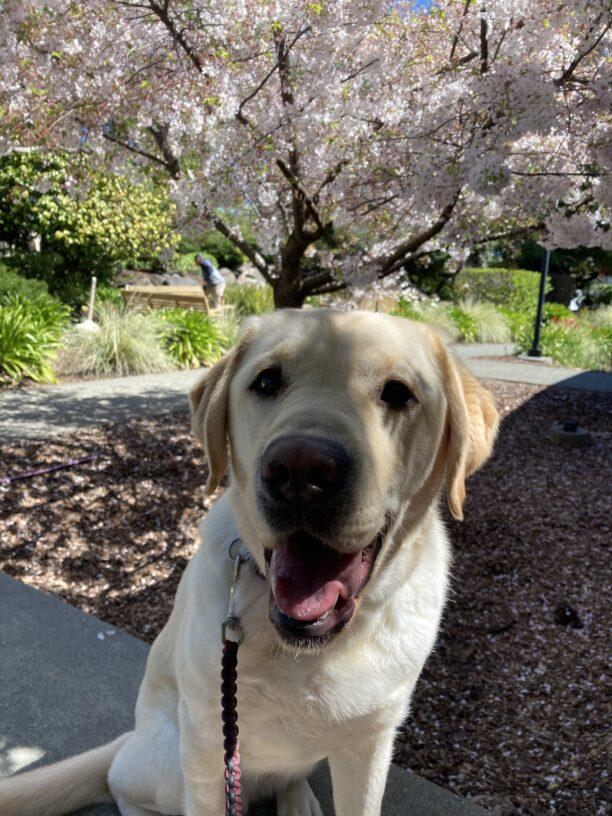 Vegas sitting in front of a blossoming tree.  He is looking towards the camera with his mouth open.