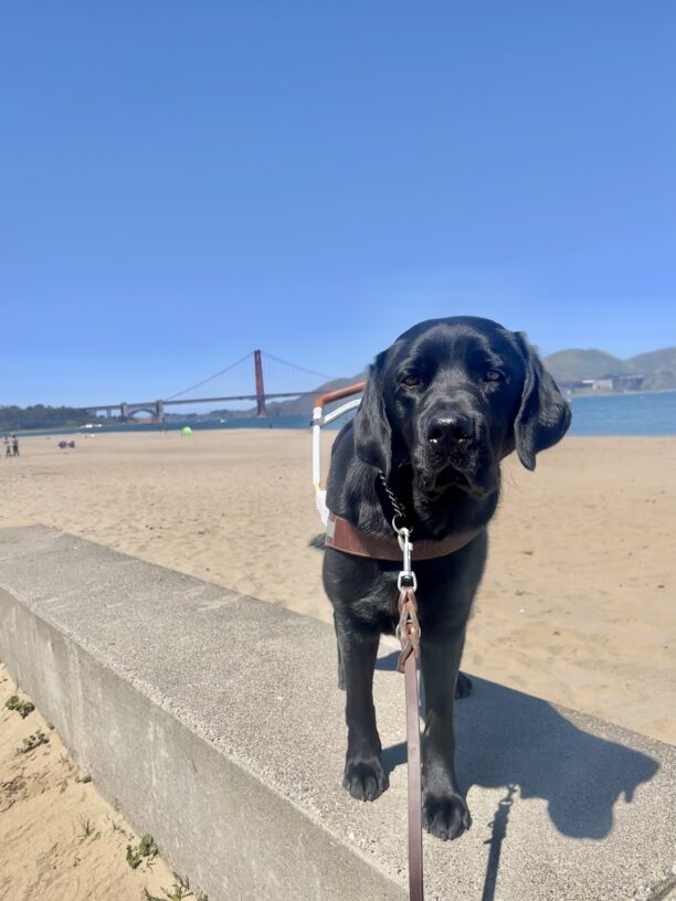 Banjo wears his harness as he stands on a small concrete ledge. A beach and the Golden Gate Bridge take up the background.