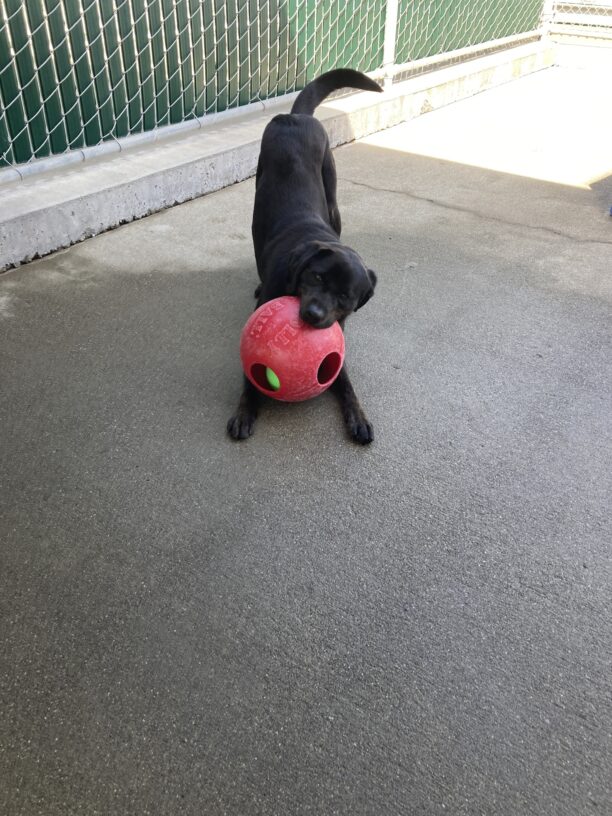 Genie is inside a large, enclosed area. She is in a downward play bow position with a large red jolly ball in her mouth. What fun!