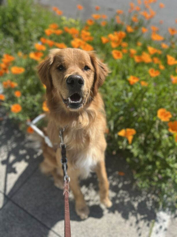 Nugget stares directly into the camera with a friendly gaze and his mouth parted open, giving the appearance of a smile. The camera is focused on his face with the background displaying blurred orange poppy flowers.