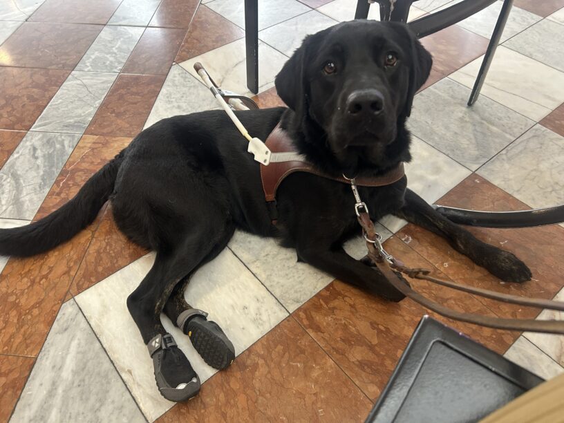 Joshua is laying on a tile floor with brown and white marble tiles, looking at the camera. He is wearing a guide dog harness and boots on his back paws. He has one front leg stretched out and the other tucked in.