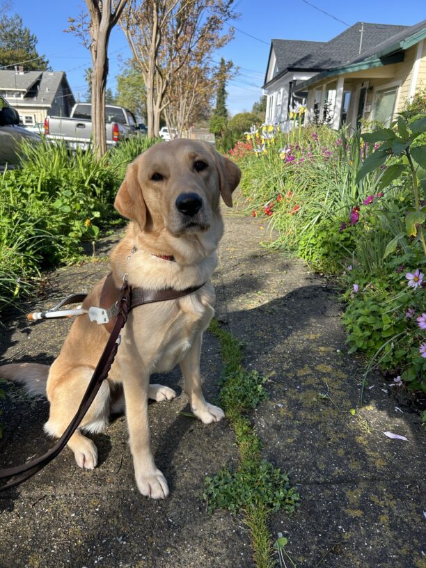 Rye is in harness sitting on a sidewalk, looking at the camera. She is surrounded by tall, green plants with purple, yellow, and red flowers.