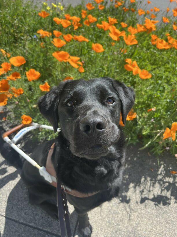 Roanna sits in her GDB harness while gazing directly into the camera. In the background are bright orange poppy flowers.