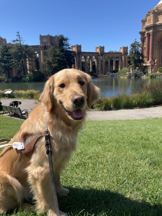 Lager sits in harness in front of the Palace of Fine Arts