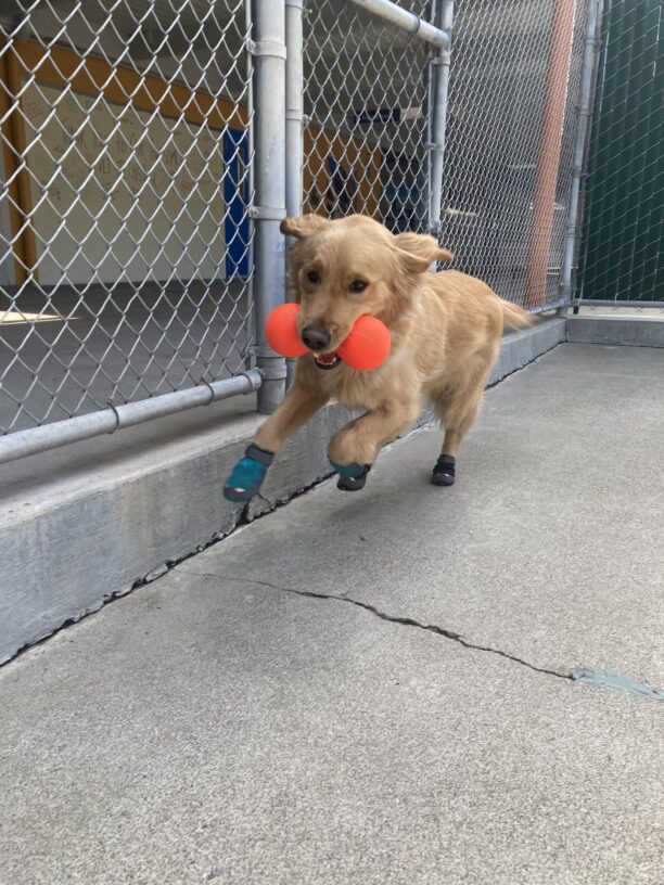 Lager is playing in community run wearing all four ruff wear booties and holding an orange dumbbell toy.