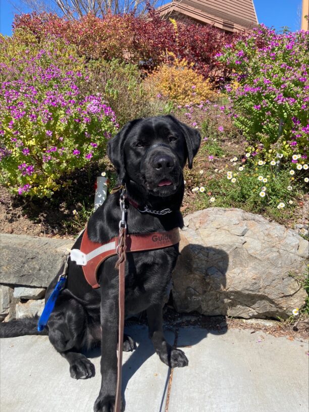 Alistair sits with a smile on his face looking into the camera while wearing his harness. Nice landscaped bushes and flowers are in the background with a beautiful blue sky above.