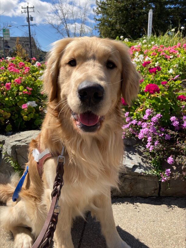 Saxon sits in his harness looking right into the camera with a smile. He is in front of a retaining wall with red pick and purple flowers behind him.
