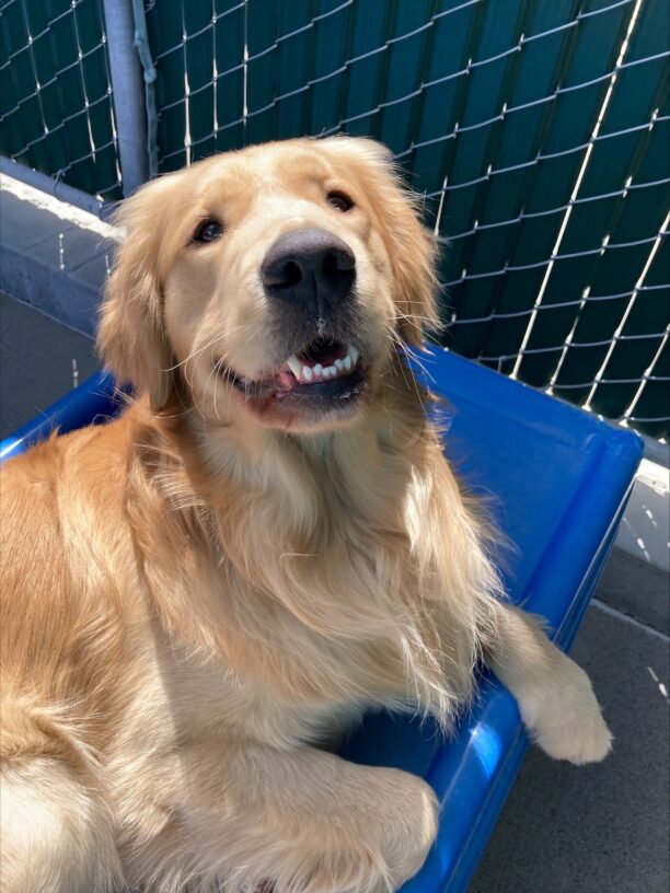 Saxon is relaxing on a blue play structure in community run. He is looking directly up at the camera with a smile on his face as he soaks up the sun!