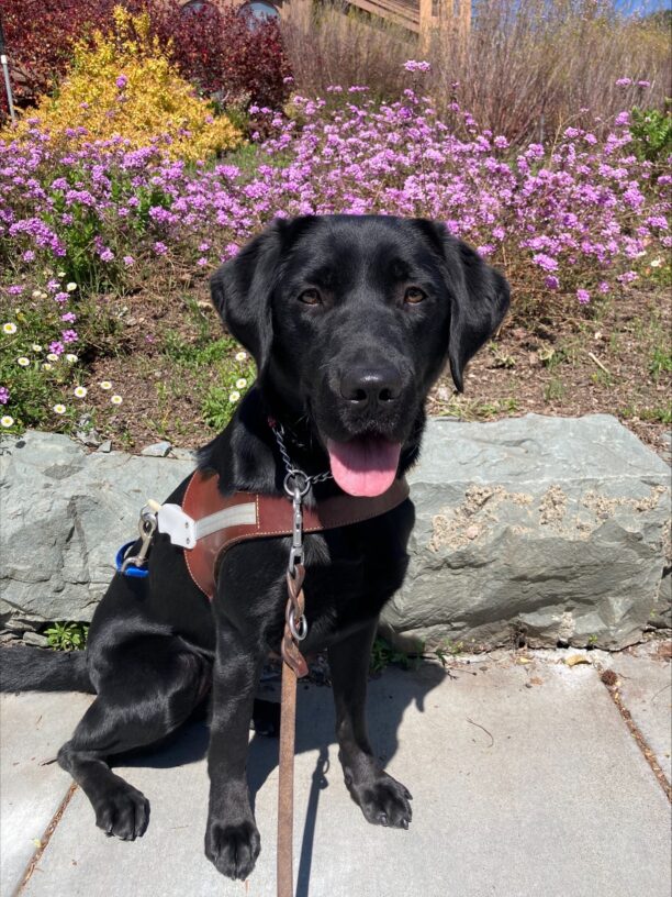 Valdine sits in her harness smiling at the camera. Behind her is a retaining wall with purple and yellow flowers in the background.