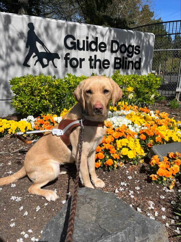 Fig sits in harness in front of a wall with the GDB logo. She's surrounded by bright orange and yellow flowers.