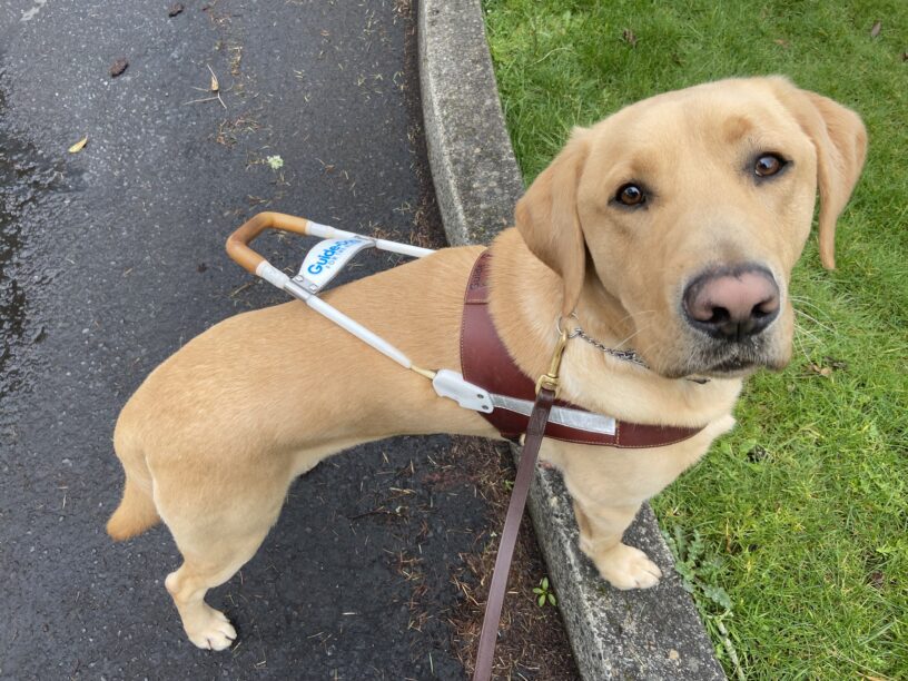 Alder, a yellow Labrador retriever, is standing with his front feet on the curb while wearing his harness and looking up at his handler during a sidewalkless route.