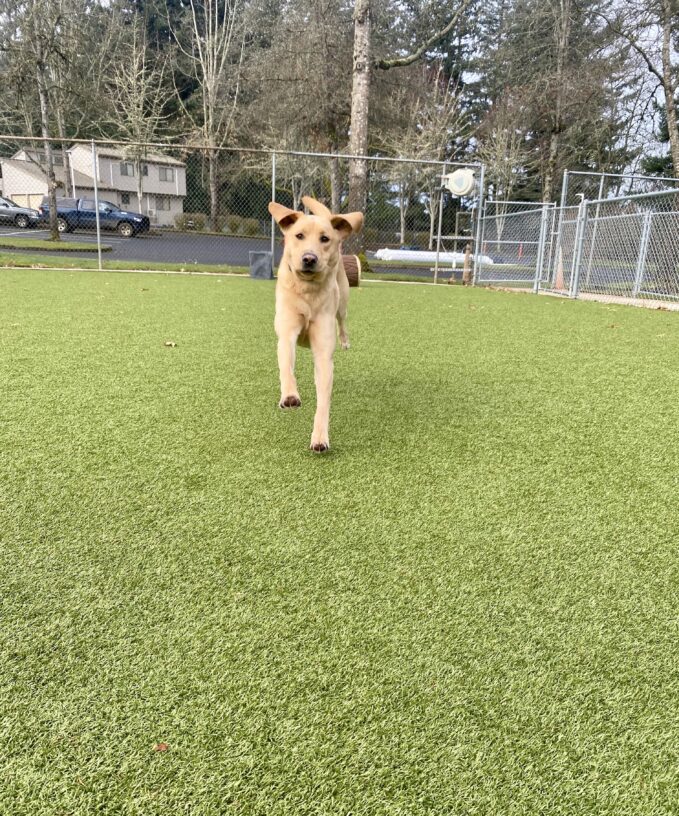 Alder is running toward the camera during some off leash time in the free run area. His front feet are stretched out in front of him and his ears are in mid-air.