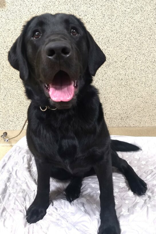 Black lab Abrazo is smiling up at the camera while on tie-down on his favorite dog bed.