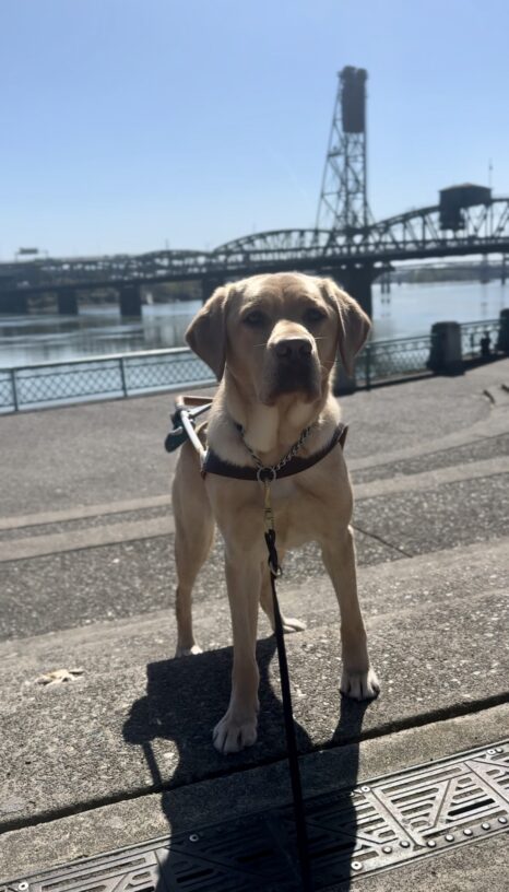 Yellow lab, Adele, stands on some steps in front of the Willamette River wearing her harness. She is looking into the camera seriously. A bridge can be seen in the background.