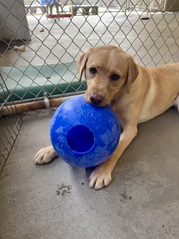 Yellow lab, Adele, lies on the ground in community run. She is holding a blue jolly ball in her mouth and looking into the camera so cutely.