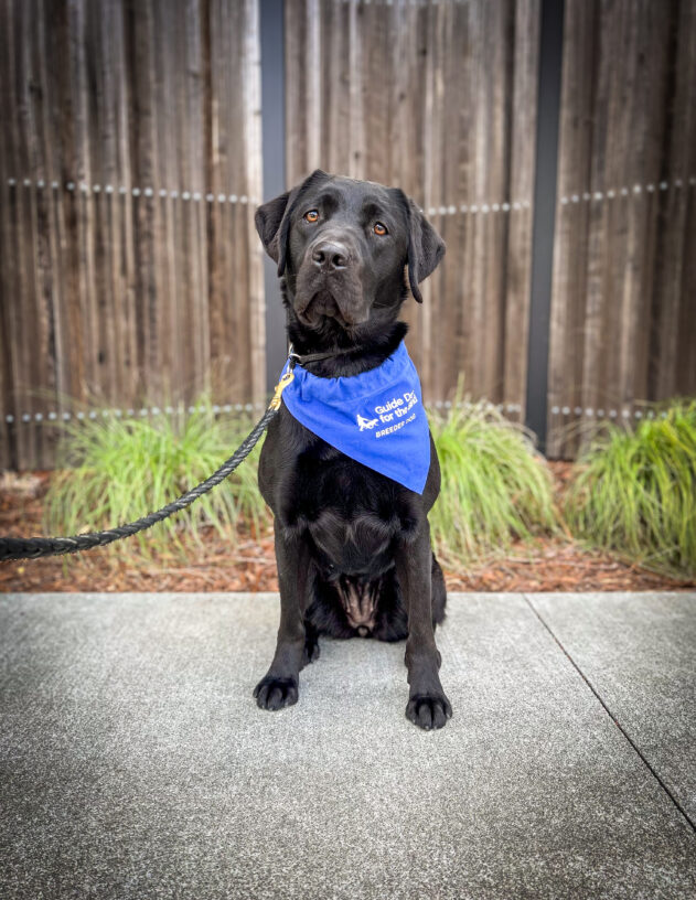 Black Lab Asia sits on concrete in front of a wooden fence and green plants. She is wearing a blue Breeder scarf.