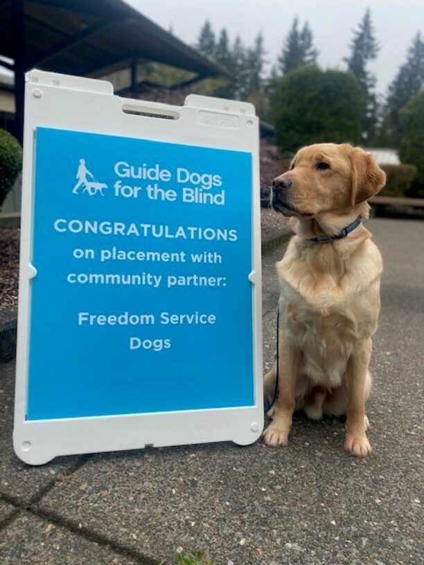 red colored lab/golden cross Bamboo sitting in front of a blue sign congratulating him on being selected by Freedom Service Dogs