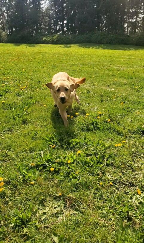 Bea is in a big grassy field with yellow Dandelions. She is running towards the camera with her ears and tail flopping in the breeze.