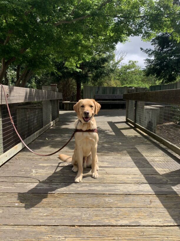 Becker sits in harness on a wooden bridge. He has a happy yet relaxed expression on his face.